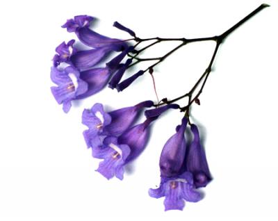 Jacaranda mimosifolia (jacarandá, tarco)